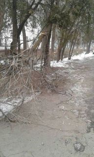 Горожанин просит убрать сломанное дерево на Эркиндик-Чуйкова <i>(фото)</i>