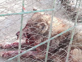 Читатель обескоен состоянием растерзанного волка в зоопарке Каракола (фото, видео)