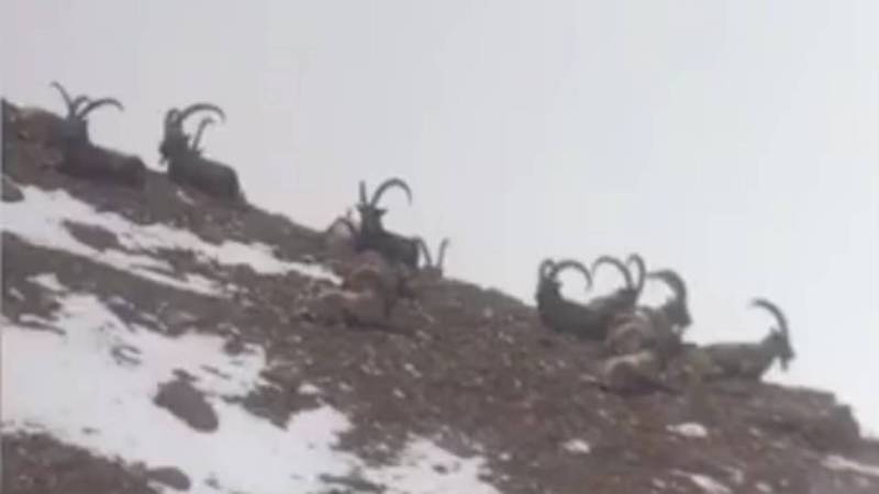 В горах Ак-Суу стадо козерогов засняли на видео