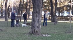 В парке Тоголок Молдо выгуливают собак и не убирают за ними, - горожанин <i>(фото)</i>