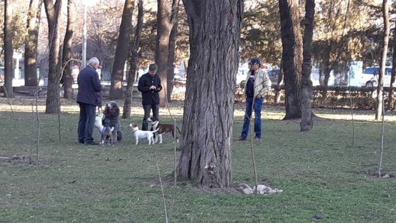 В парке Тоголок Молдо выгуливают собак и не убирают за ними, - горожанин (фото)