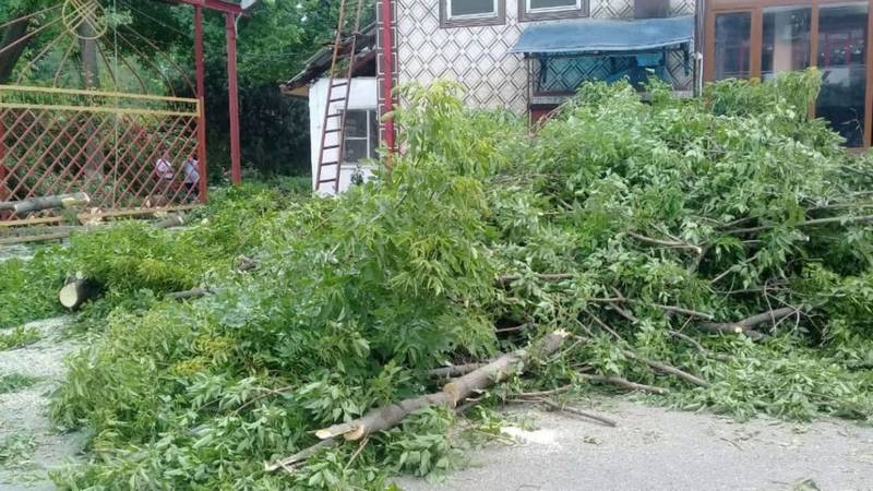 Из-за сильного ветра дерево упало на ворота больницы в Узгене, - очевидец. Фото