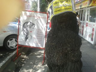 Реклама на деревьях и тротуаре на Киевской-Тоголока Молдо портит вид и мешает прохожим,- обращается к мэрии читательница <b>(фото)</b>