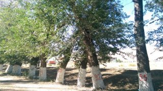 Вырубка абсолютно здоровых деревьев на аллее Раппопорта,- читатель <b>(фоторепортаж)</b>