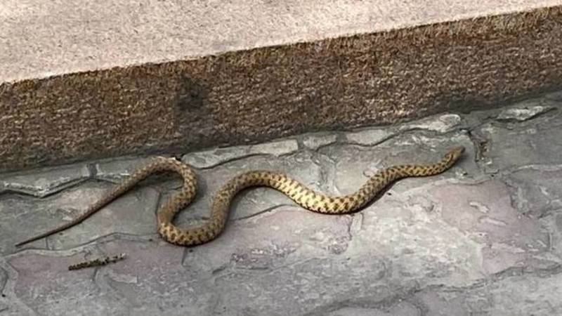 Змея возле Белого дома. Фото горожанина