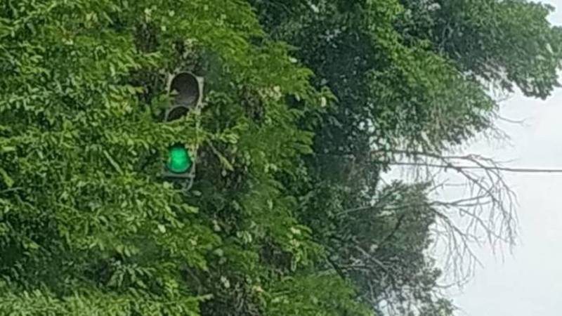 На Медерова из-за деревьев не видно светофора. Фото горожанина