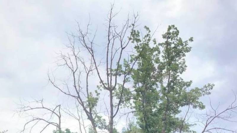 Горожанин просит убрать сухие ветки с дерева на Турусбекова. Фото