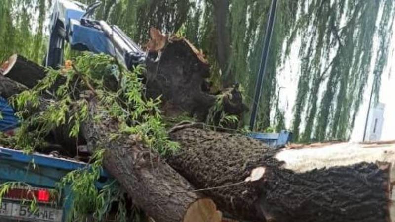 «Бишкекзеленхоз» убрало упавшее дерево в сквере на Чуй-Абдрахманова. Фото
