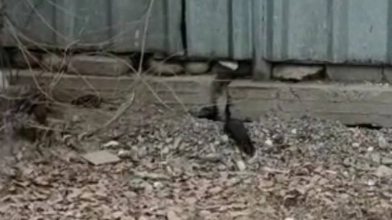 Еще один горожанин жалуется на стаю крыс в 7 мкр. Видео