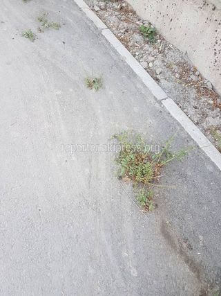 На тротуаре ул.Кустанайской трава пробилась сквозь асфальт из-за некачественного покрытия, - житель