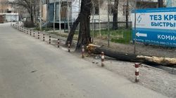 На Киевской упало сухое дерево. Видео
