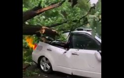 В Жалал-Абаде огромное дерево упало и придавило машину