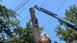 «Бишкекзеленхоз» спилил дерево на Боконбаева по заявке жителей, - мэрия