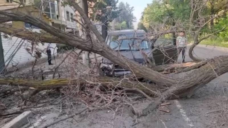 На Молодой Гвардии дерево упало на дорогу и едва не придавило авто. Видео