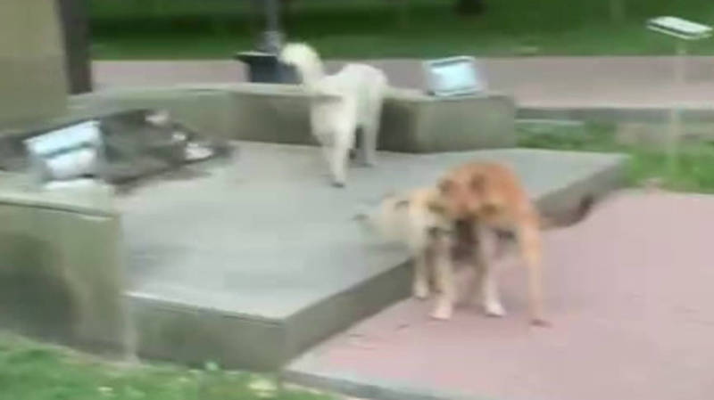Стая собак на бульваре Эркиндик. Видео