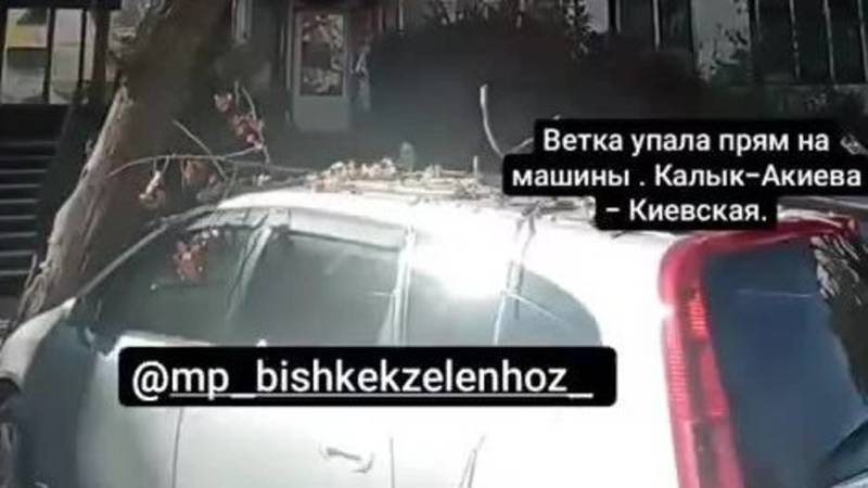 Дерево рухнуло на машину в Волжском: видео