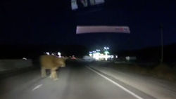 Водитель чудом увернулся от коровы на дороге в Боомском ущелье. Видео