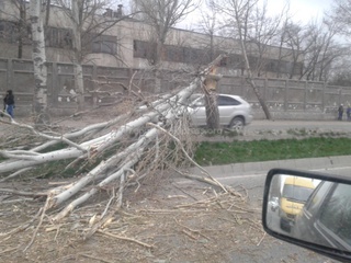 От сильного ветра по Льва Толстого упало дерево <b><i> (фото) </i></b>