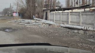 На Кайназаровой тополя срублены с частной территории, - «Бишкекзеленхоз»