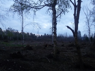 Вырублено множество деревьев в ботаническом саду на Ахунбаева, - читатель <b><i>(фото)</i></b>