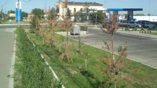 Засыхающие на улице Ахунбаева деревья скоро уберут