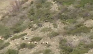 В соцсетях разместили видео охоты на диких козлов в природном парке Ала-Арча среди бела дня <b><i>(видео)</i></b>
