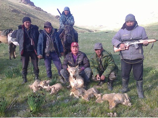 Охотники Жумгальского района поймали волчицу и детенышей недалеко от пастбища местных жителей, - читатель <b><i>(фото)</i></b>
