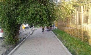 <b>Кыргызча:</b> Бишкектеги тротуарларда адамдарга тоскоолдук жаратып өскөн дарактар, - окурман <b><i>(фото)</i></b>