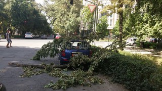 На бульваре Эркиндик упавшая ветка дерева придавила машину <b><i>(фото)</i></b>