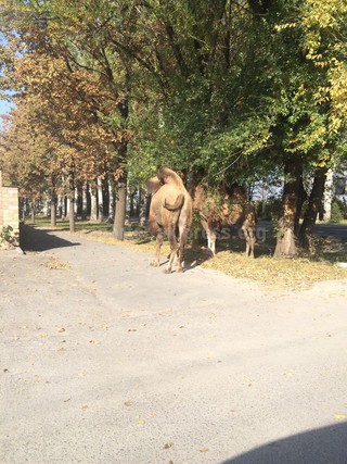 На правительственной трассе пасутся верблюды, - читатель <b><i>(фото)</i></b>