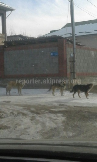 В микрорайоне Достук города Ош стало много бродячих собак, - горожанин (фото)