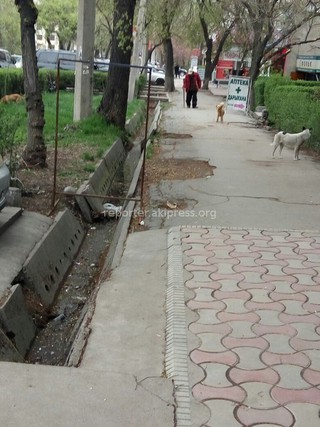 «Тазалык» направил в центр Бишкека специалиста по отстрелу бездомных собак