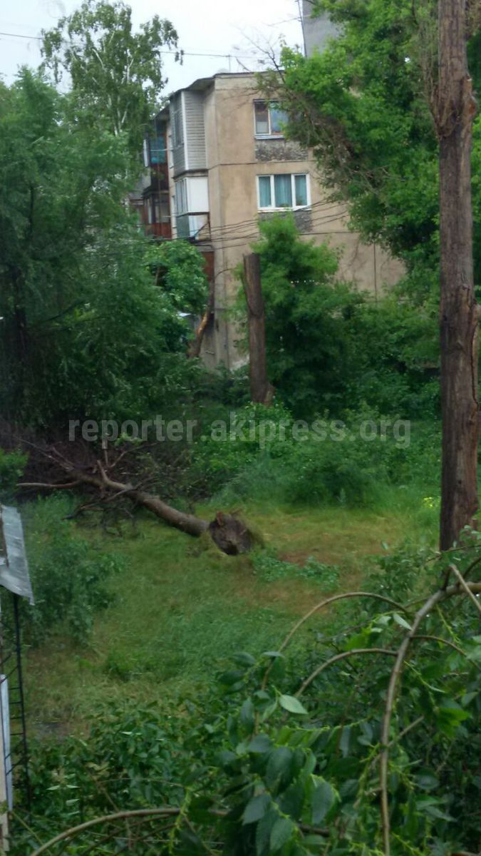 В 6 мкр перед домом №31 упало дерево и перекрыло тротуар (фото)