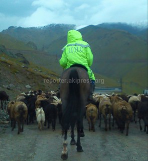 Мужчина в форме ДПС перегонял скот на перевале Тёо-Ашуу, - читатель (фото)