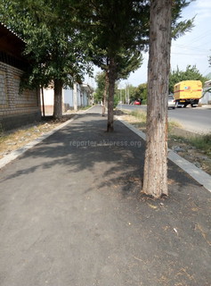 В городе Жалал-Абад на ул.Жамашева замуровали все деревья вдоль тротуара <i>(фото)</i>