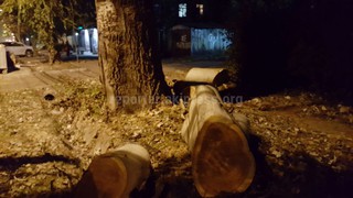 На пересечении улиц Исанова и Чокморова спилили здоровые деревья, - читатель <i>(фото)</i>