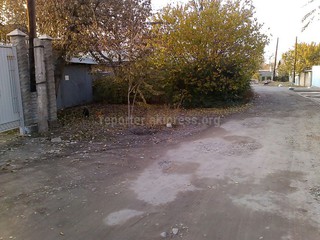 Разросшиеся ветки деревьев в переулке Лагерный не обрезаны, обещали сделать еще 25 октября, - читатель (фото)