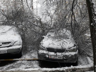 Фото — В Бишкеке зафиксированы новые случаи падения деревьев, некоторые задели автомобили