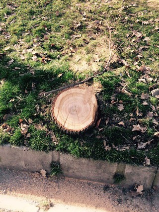 Спиленное дерево на пересечении улиц Логвиненко и Московской было сухим и аварийным, - «Зеленстрой»
