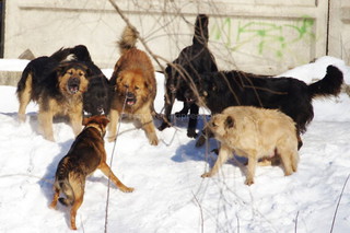 В столичном жилмассиве Алтын-Ордо растет число бродячих собак, - читатель