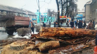 Деревья на Логвиненко-Московской были аварийными и спилены согласно акта на снос, - мэрия Бишкека
