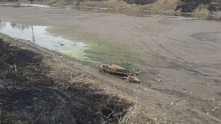 Сотрудники «Тазалыка» уберут тушу коровы, которая лежала на берегу БЧК, 31 марта, - мэрия Бишкека