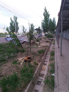 Жители мкр Джал сомневаются в законности вырубки деревьев в их районе (фото)