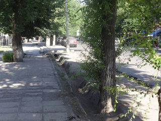 На нескольких улицах Бишкека, направленных с востока на запад, отсутствует поливная вода, - читатель (фото)
