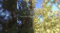 На дереве на Ибраимова-Боконбаева висит сухая ветка