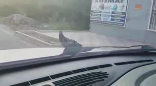В 9 мкр Бишкека голубь прокатился на капоте авто (видео)