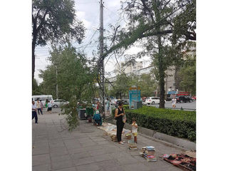 В центре Бишкека ветка сломалась от ветра и упала, чуть не задев продавщиц напитков