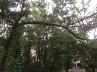 Бишкекчанин просит спилить сломанную ветку дерева возле дома №1б в 8 мкр (фото)