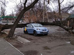 Фото — В Бишкеке дерево упало на легковушку