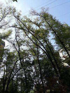 Когда уже «Зеленстрой» спилит макушки наклонившихся деревьев во дворе домов №27 и 28 в 7 мкр? - бишкекчанин (фото)